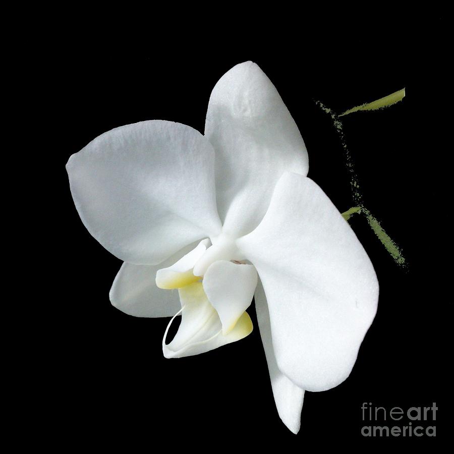 Orchid Flower Photograph