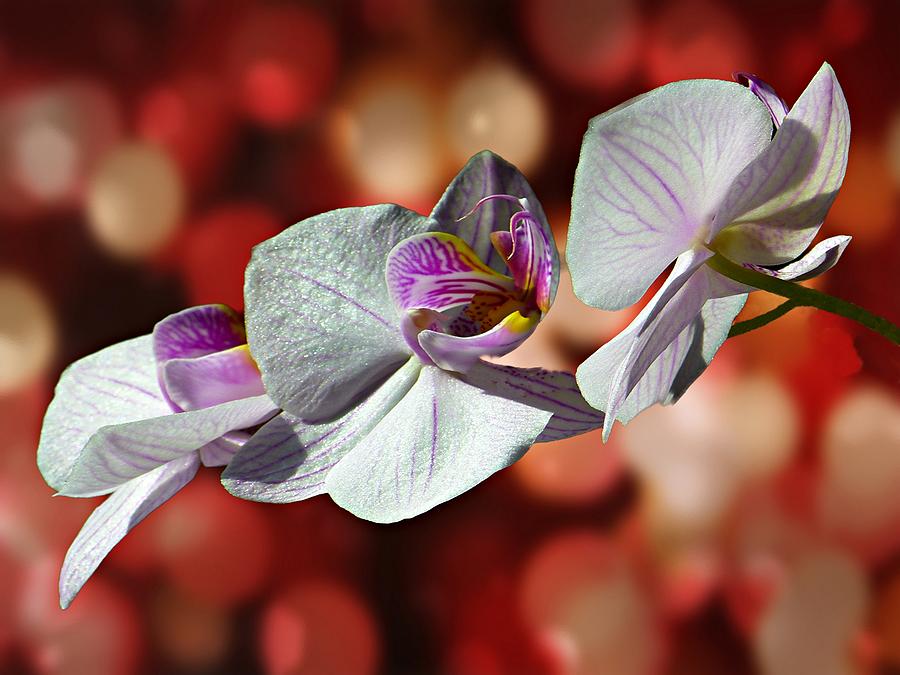 Orchid Flower Photographic Art Photograph by David Dehner