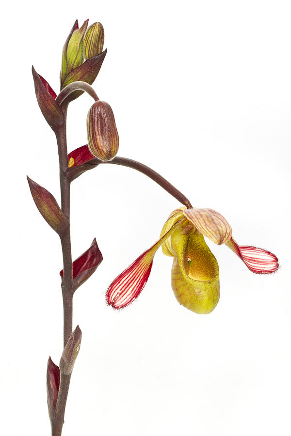 Orchid Flower Suriname Photograph by Piotr Naskrecki