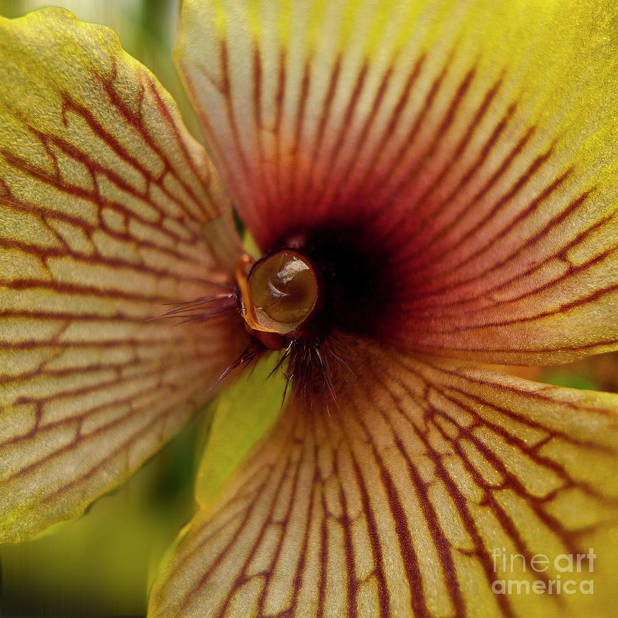 Orchid Flower - Telipogon ampliflorum Photograph by Heiko Koehrer-Wagner