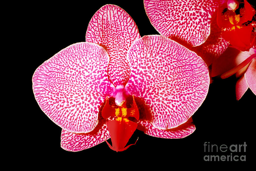 Orchid Flower Photograph by Wernher Krutein