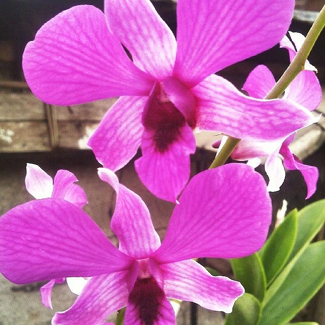 Orchid Flower
#instaprints #instapic Photograph by Arif Hermawan