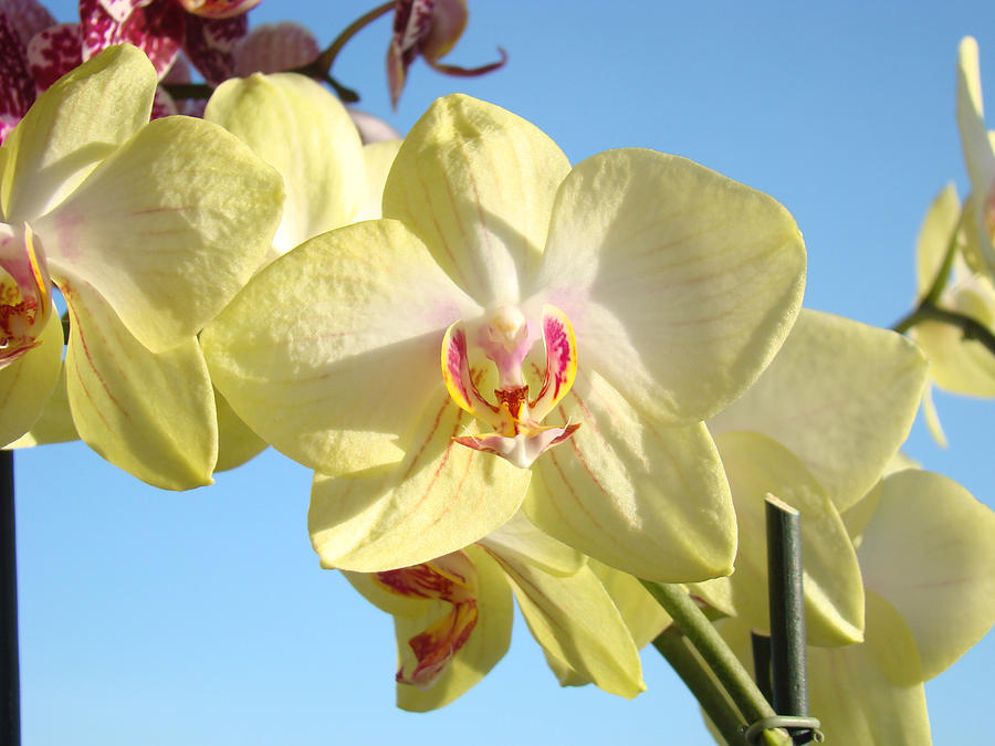 Orchid Photograph - Orchid Flowers art prints Yellow Orchids by Patti Baslee