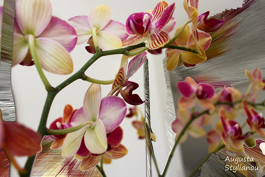 Orchid Flowers Digital Art - Orchid Flowers by Augusta Stylianou