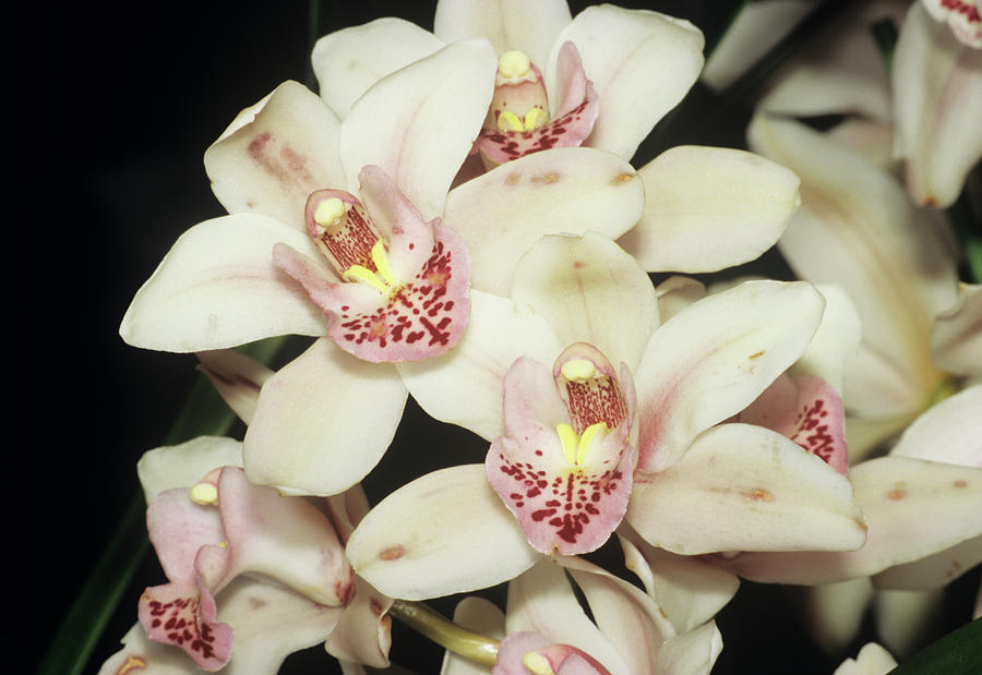 Orchid Photograph - Orchid Flowers (cymbidium Sp.) by M F Merlet/science Photo Library