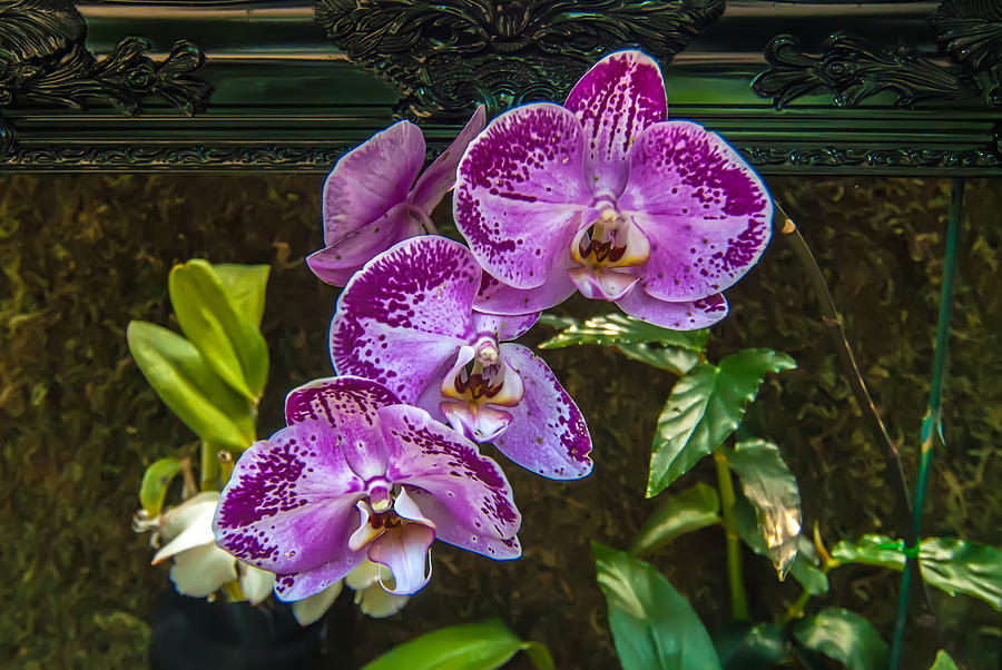 Orchid Flowers Growing Through Old Wooden Picture Frame Photograph by Alex Grichenko