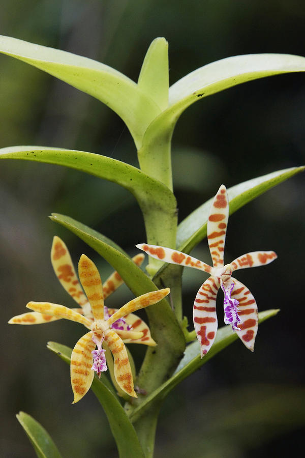 Orchid Flowers Malaysia Photograph by Hiroya  Minakuchi