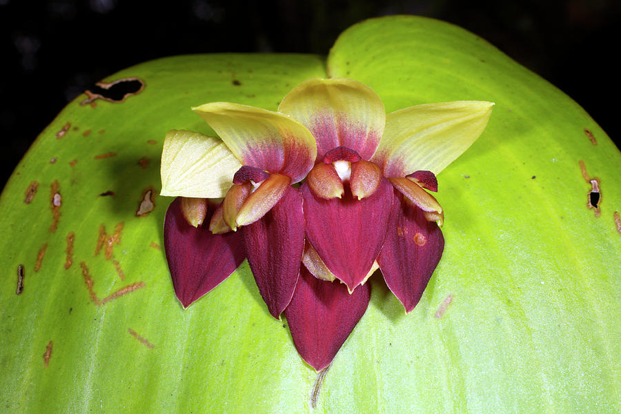 Orchid Flowers (pleurothallis Sp.) Photograph by Dr Morley Read/science Photo Library