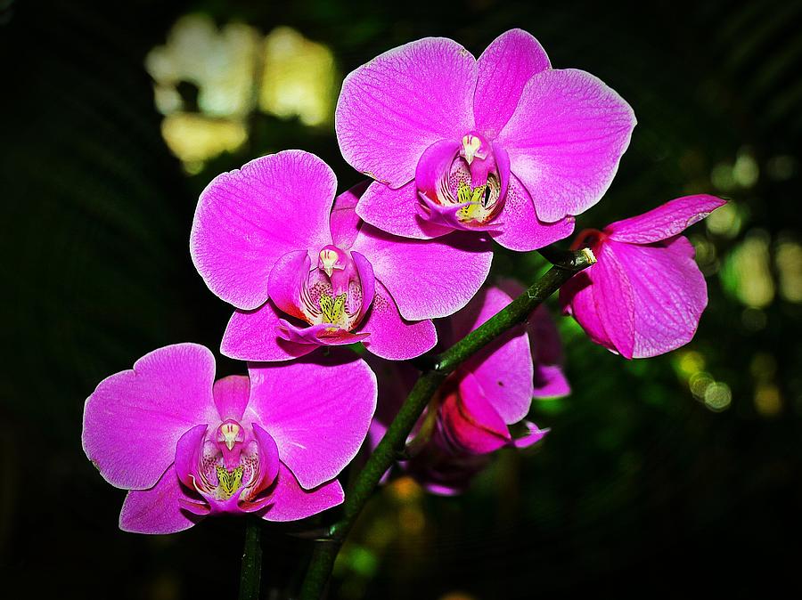 Orchid Photograph - Orchid flutter by Liudmila Di