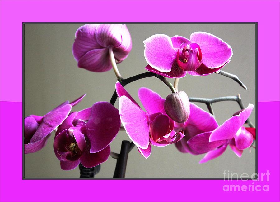 Orchid Framed Photograph by Judy Palkimas