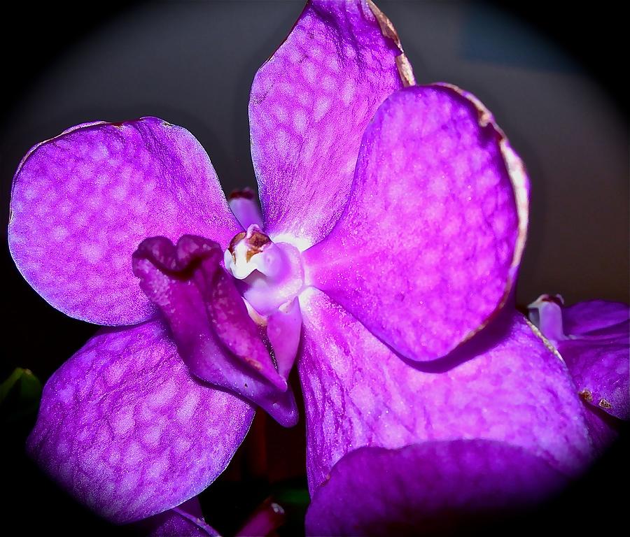 Orchid from Art Gallery Photograph by Randy Rosenberger