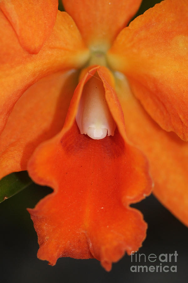 orchid from Costa Rica 4 Photograph by Rudi Prott