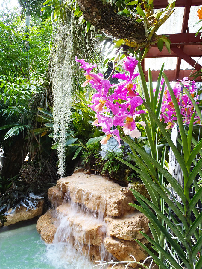 Orchid Photograph - Orchid garden by Carey Chen