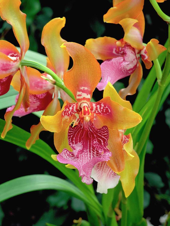 Orchid Photograph by Geoff Kidd/science Photo Library