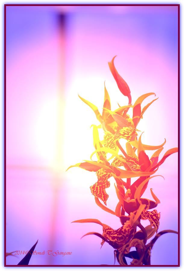 Nature Digital Art - Orchid Greetings by Sonali Gangane