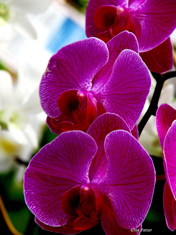 Orchid Photograph by Greg Patzer