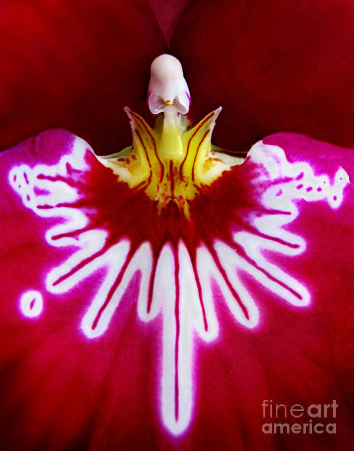 Orchid Harlequinn-Pansy Orchid Photograph by Jennie Breeze