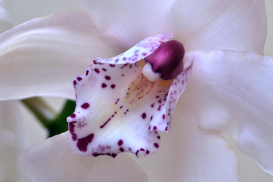 Orchid Heart. Photograph by Terence Davis