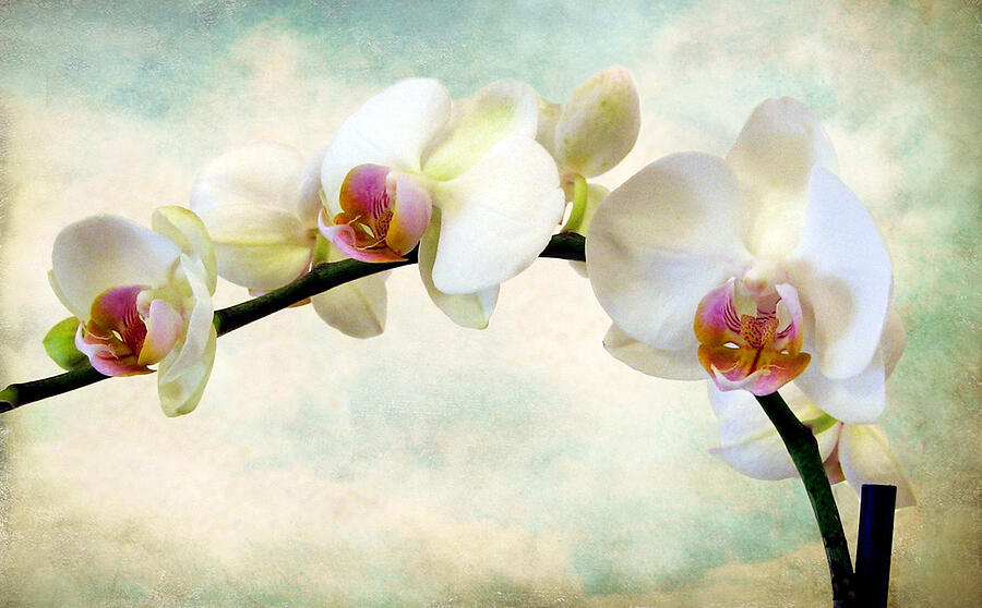 Orchid Heaven Photograph by Jessica Jenney