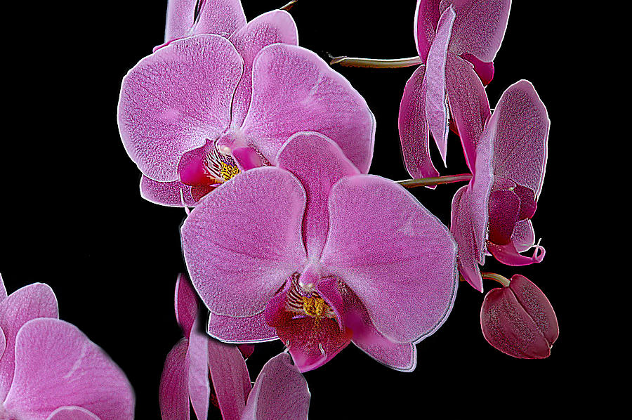 Orchid I Photograph by Patrick Boening