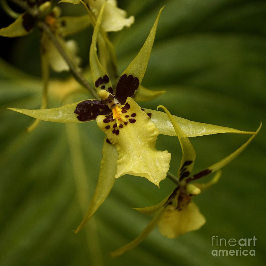Orchid II Photograph by Inge Riis McDonald