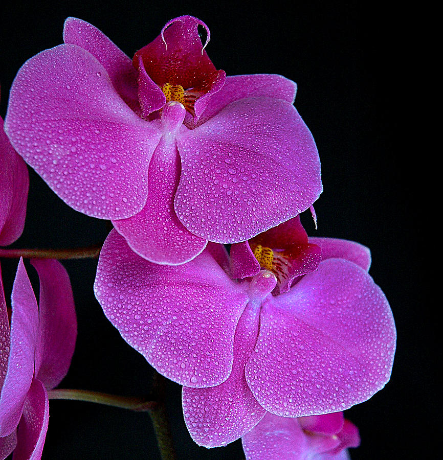 Orchid II Photograph by Patrick Boening