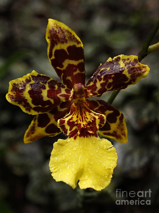 Orchid III Photograph by Inge Riis McDonald
