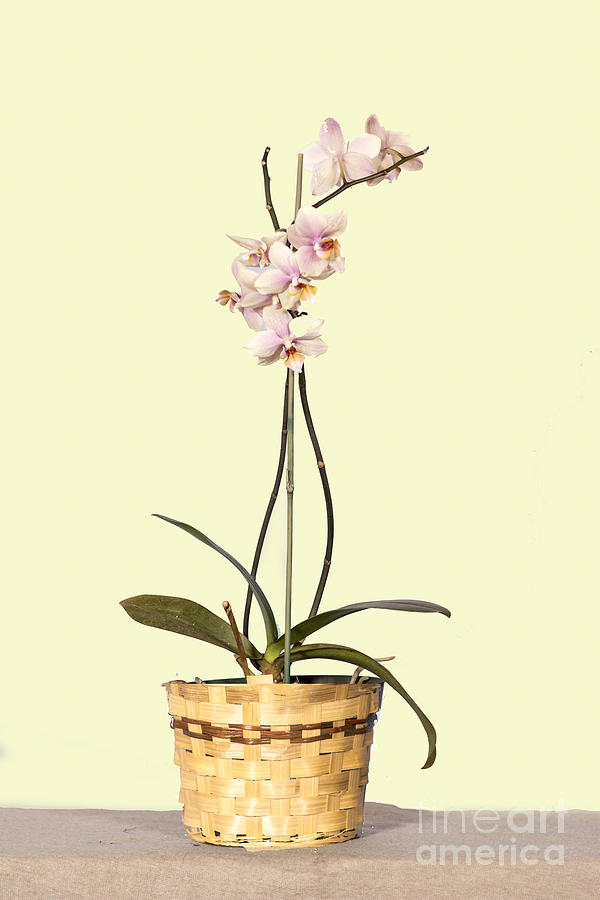 Orchid Photograph - Orchid in a pot    by TommyJohn PhotoImagery LLC