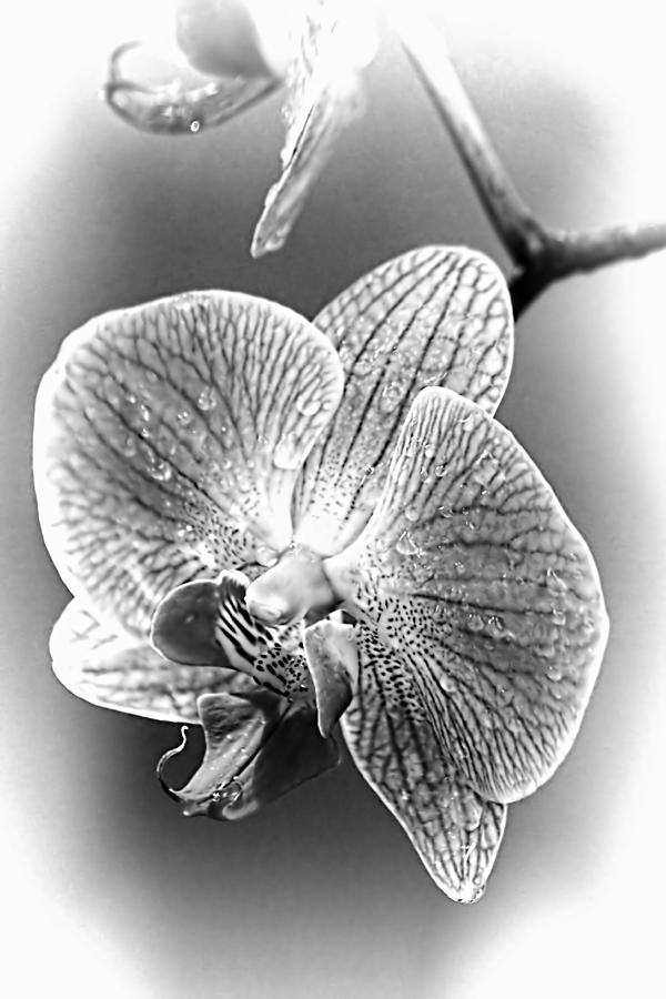Orchid in Black and white Photograph by Jenny Hudson