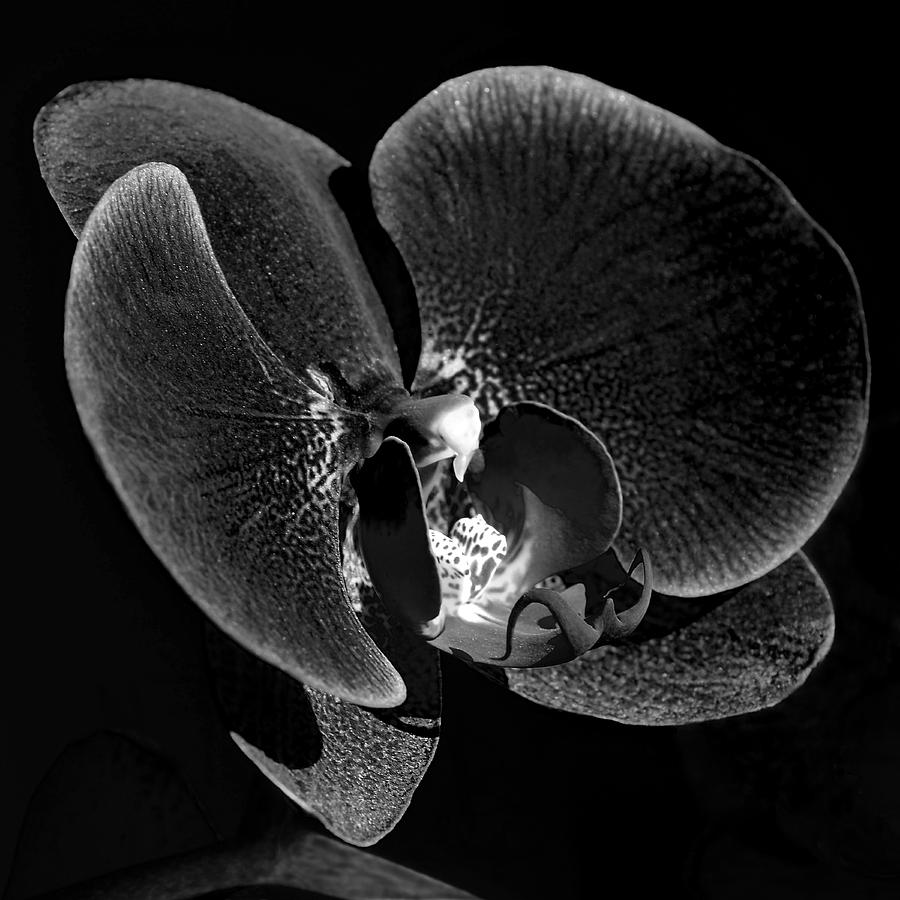 Flower Photograph - Orchid in Black and White by Lisa Phillips