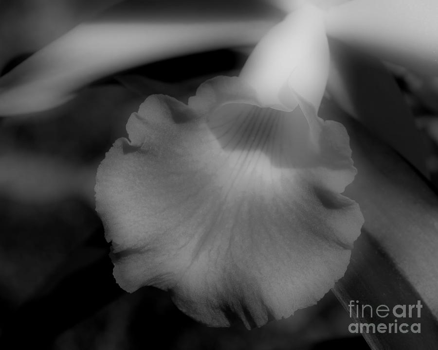 Orchid In Black And White Photograph by Smilin Eyes Treasures