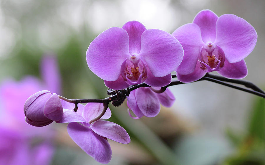 Orchid in Bloom Photograph by Harold Rau