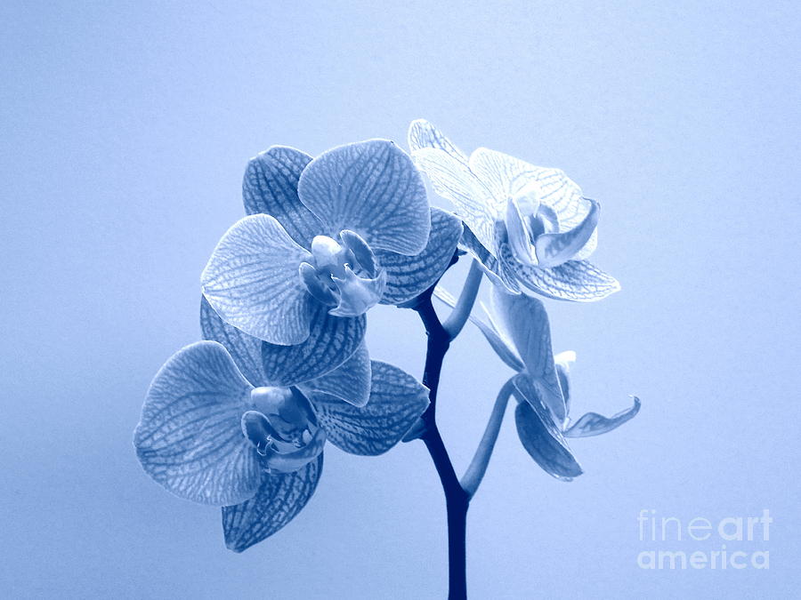 Orchid in Blue Photograph by Renee Trenholm