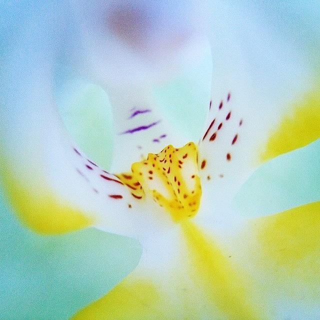 Orchid In Close Up Photograph by Luisa Azzolini
