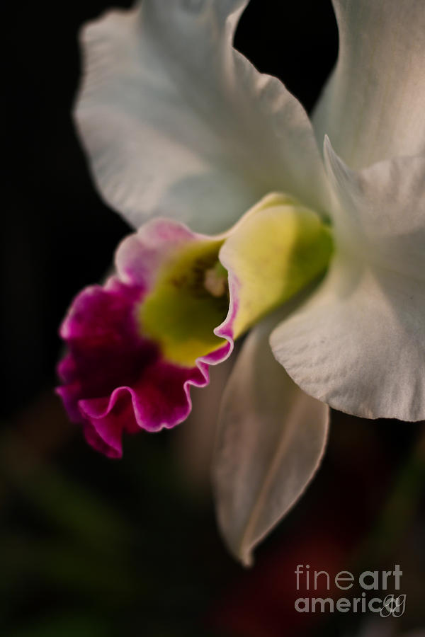 Orchid Photograph - Orchid In Dance by Geri Glavis
