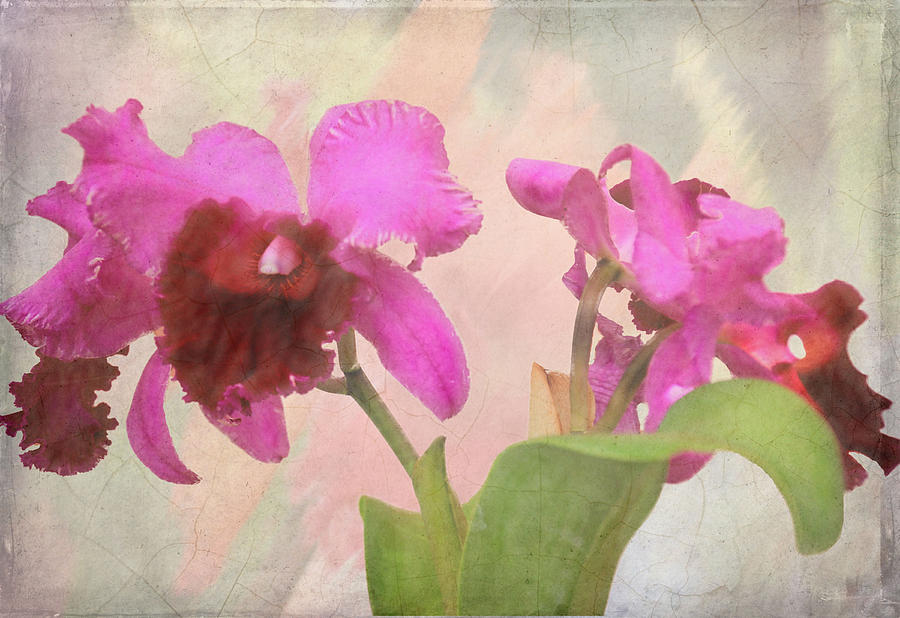 Flower Photograph - Orchid in Hot Pink by Rosalie Scanlon