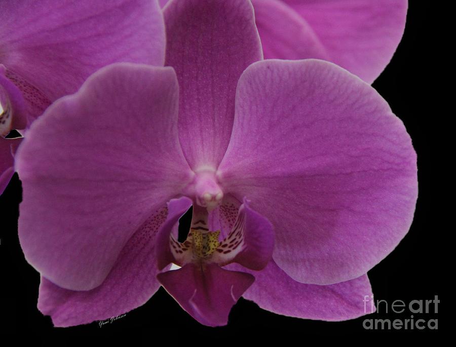 Orchid in Macro study  Photograph by Yumi Johnson