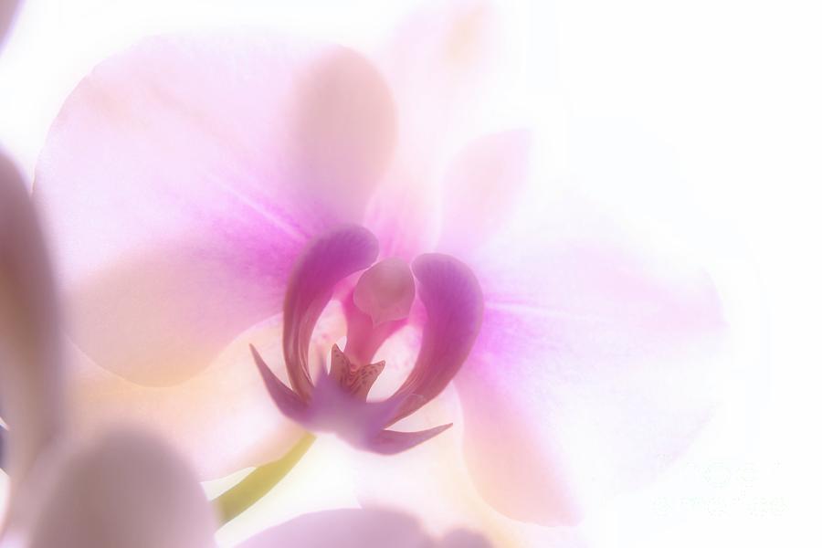 Orchid Photograph - Orchid In My Dream by Bener Kavukcuoglu