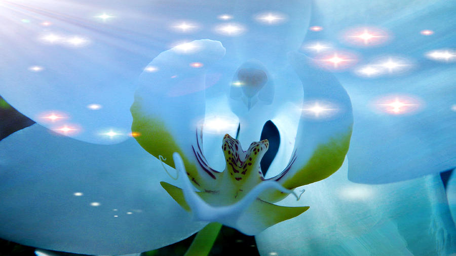 Orchid in Shining with Stars Digital Art by Xueyin Chen