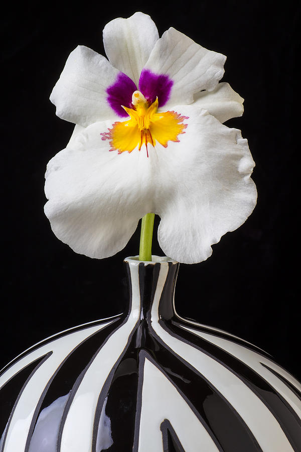 Flower Photograph - Orchid in striped vase by Garry Gay