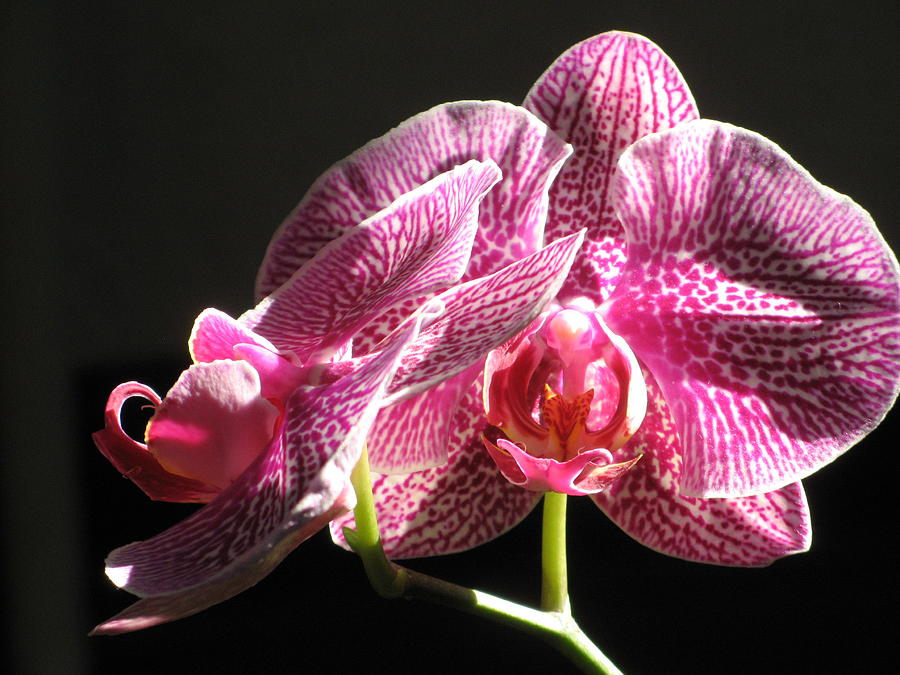 Orchid In The Morning Photograph by Alfred Ng