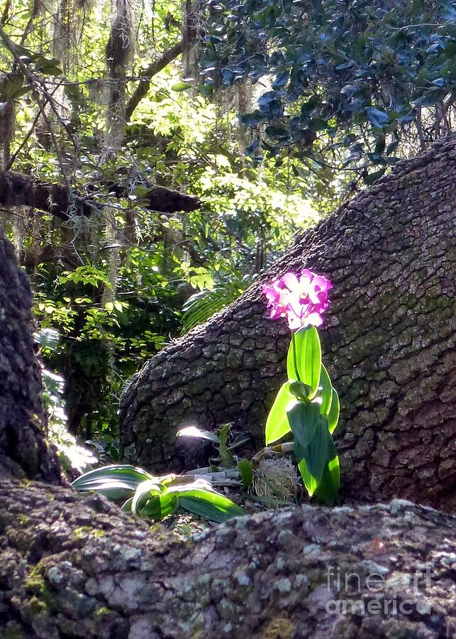 Orchid in Tree 2 Photograph by Barbie Corbett-Newmin