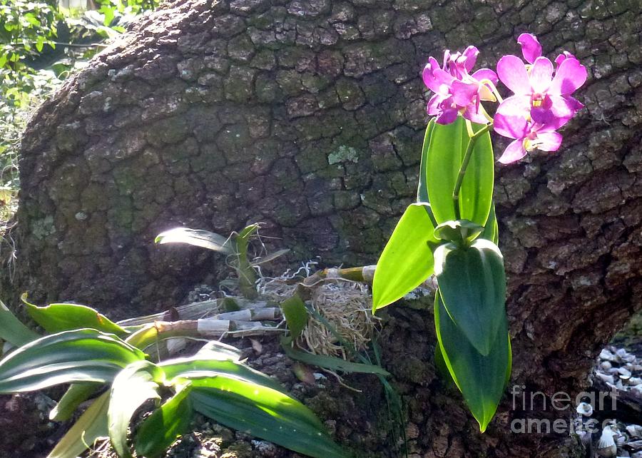 Orchid in Tree Photograph by Barbie Corbett-Newmin