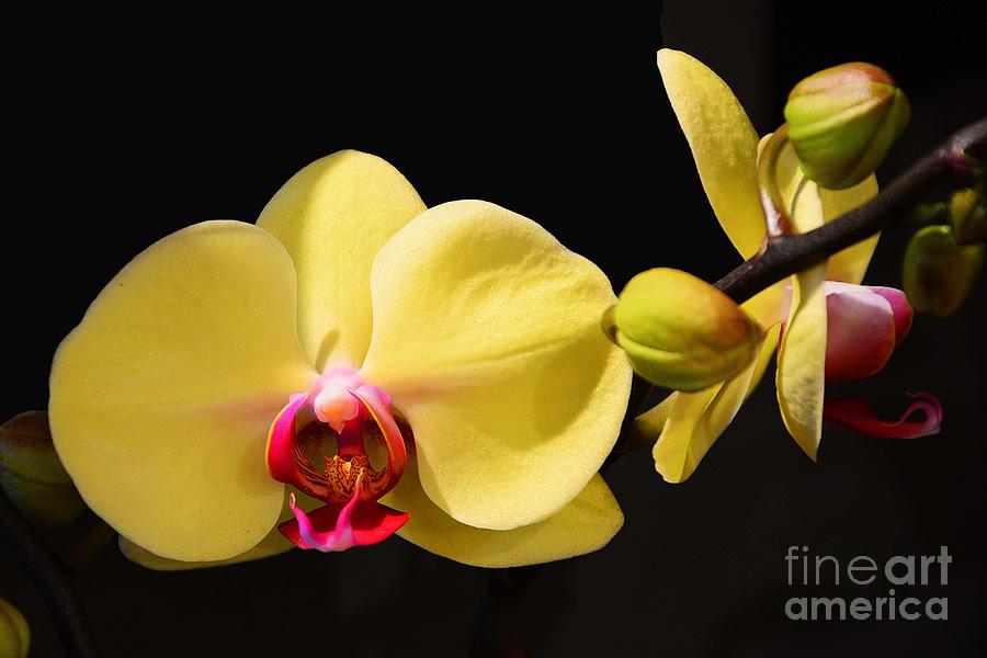 Orchid in Yellow Photograph by Cindy Manero