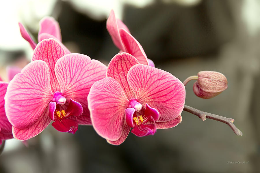 Orchid Photograph - Orchid - It takes two to tango by Mike Savad