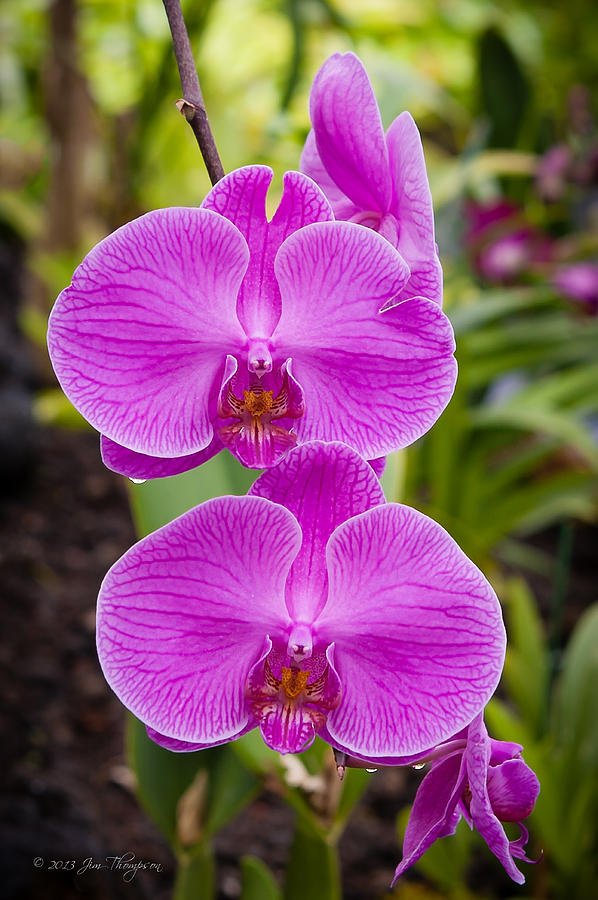 Orchid Photograph by Jim Thompson