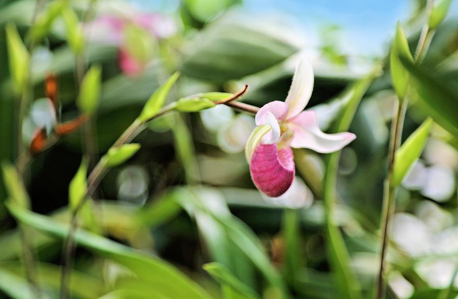 Orchid Photograph by Jane Girardot