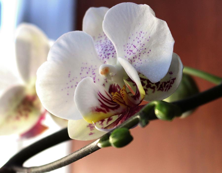 Orchid Photograph by Jennifer Wheatley Wolf