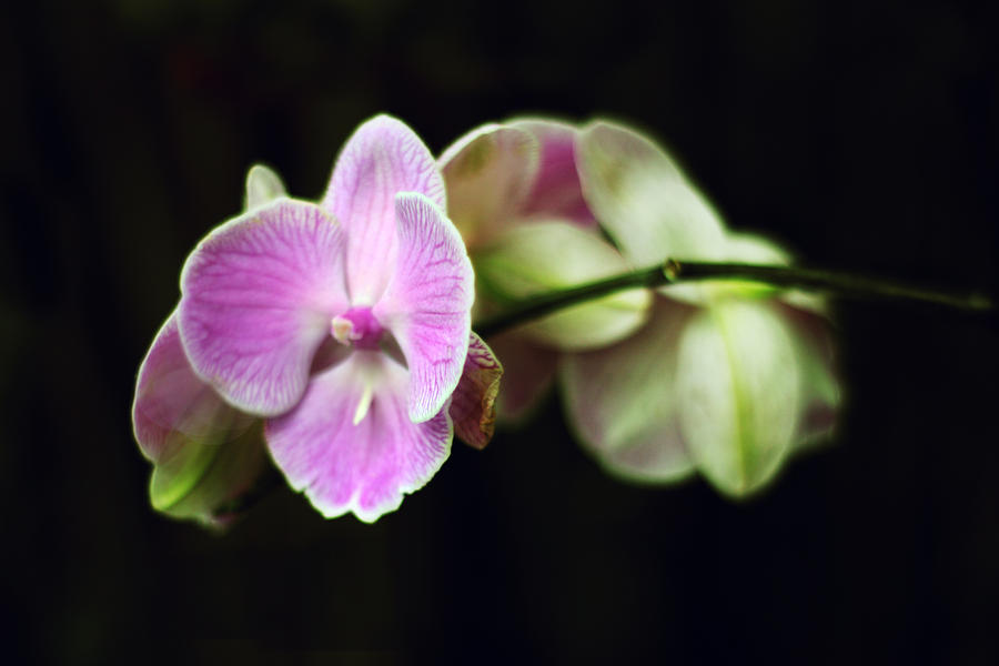 Orchid Photograph by Jessica Jenney