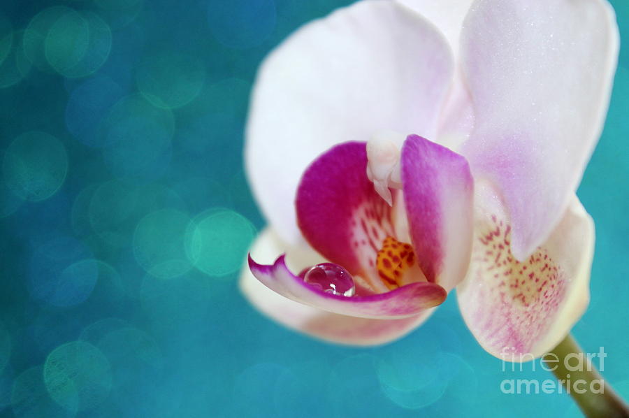 Orchid Photograph - Orchid Jewel by Krissy Katsimbras